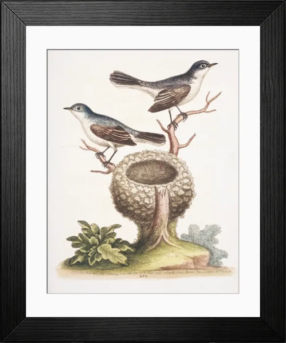 Framed Print : Plate 302 from The Gleanings of Natural History by George Ed Framed Print : Plate 302 from The Gleanings of Natural History by George Ed