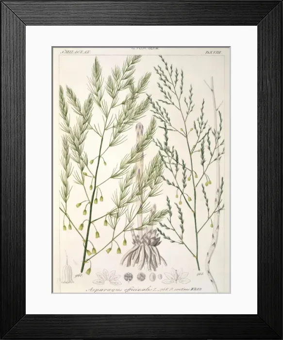 Framed Print : Asparagus officinalis, asparagus Framed Print : Asparagus officinalis, asparagus