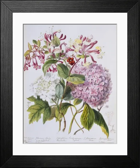 Framed Print : Lonicera sp. honeysuckle Framed Print : Lonicera sp. honeysuckle