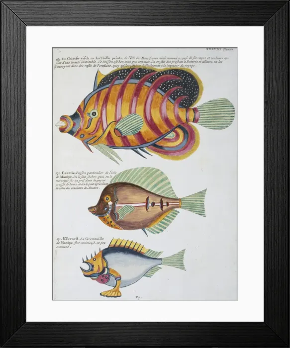 Framed Print : Colourful illustration of three fish Framed Print : Colourful illustration of three fish