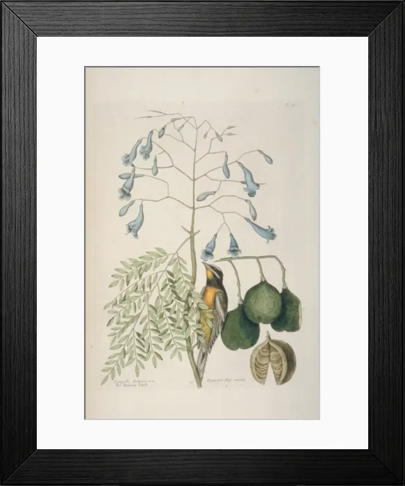 Framed Print : Spindalis zena, stripe-headed tanager Framed Print : Spindalis zena, stripe-headed tanager