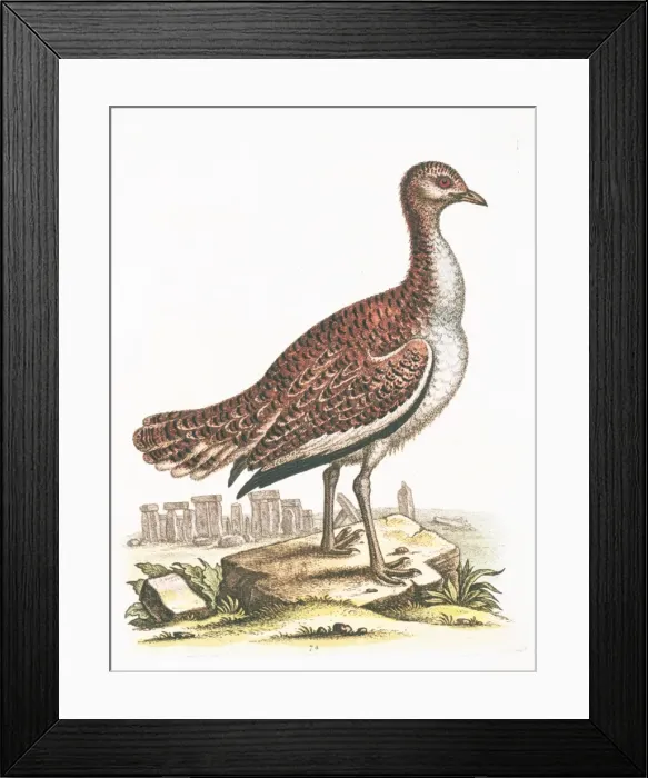 Framed Print : Otis tarda, great bustard Framed Print : Otis tarda, great bustard