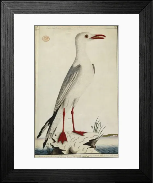 Framed Print : Larus novaehollandiae, silver gull Framed Print : Larus novaehollandiae, silver gull