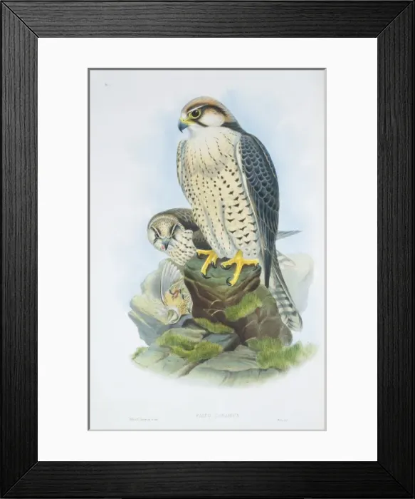 Framed Print : Falco biarmicus, lanner falcon Framed Print : Falco biarmicus, lanner falcon