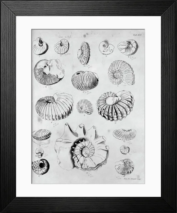 Framed Print : Collection of fossilised molluscs Framed Print : Collection of fossilised molluscs