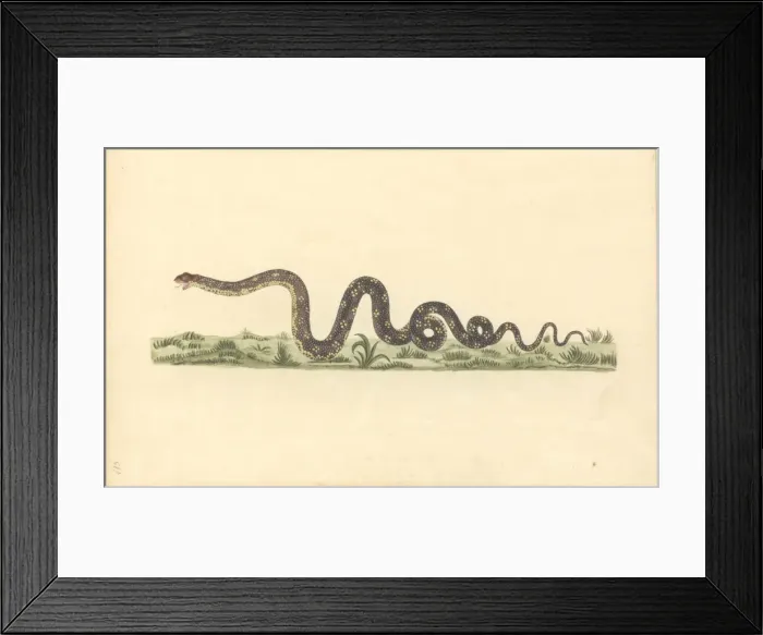 Framed Print : Reptilia (class), snake Framed Print : Reptilia (class), snake