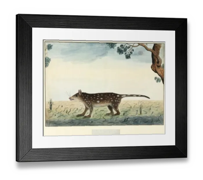 Framed Print : Dasyurus maculatus, spotted quoll Framed Print : Dasyurus maculatus, spotted quoll