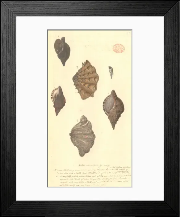 Framed Print : Four different molluscs Framed Print : Four different molluscs