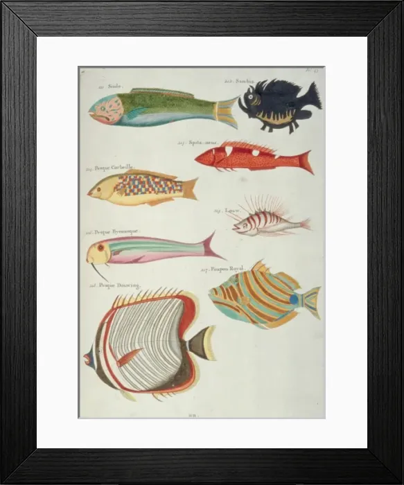 Framed Print : Colourful illustration of eight fish Framed Print : Colourful illustration of eight fish