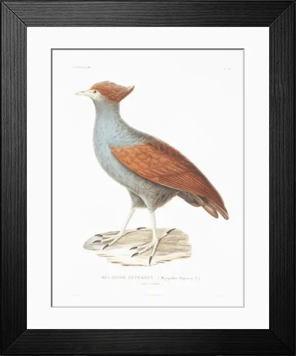 Framed Print : Megapodius decollatus, New Guinea megapode Framed Print : Megapodius decollatus, New Guinea megapode