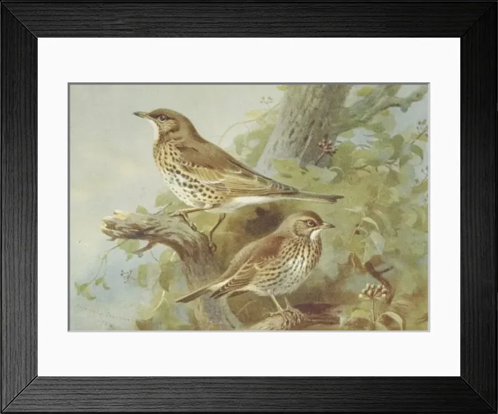 Framed Print : Turdus viscivorus, mistle thrush, Turdus philomelos, song th Framed Print : Turdus viscivorus, mistle thrush, Turdus philomelos, song th