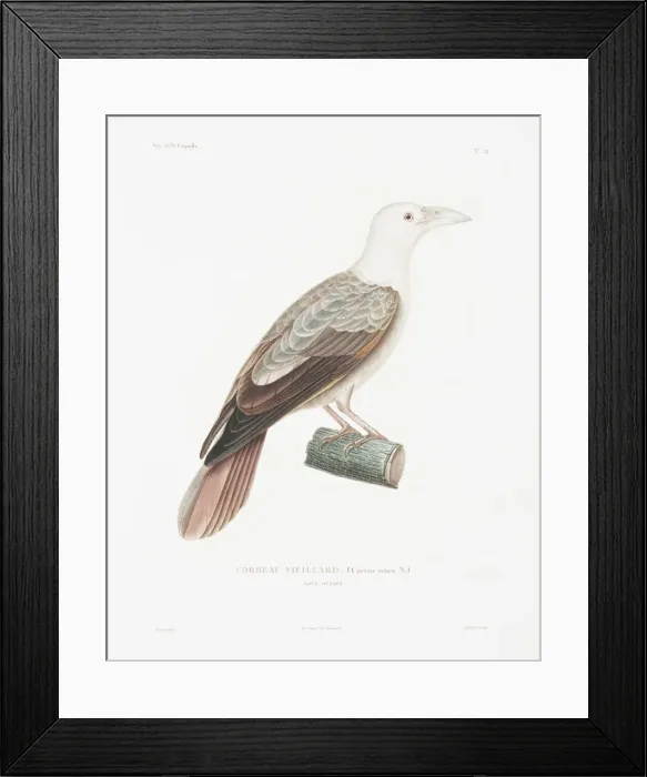 Framed Print : Coracias garrulus semenowi, European roller Framed Print : Coracias garrulus semenowi, European roller