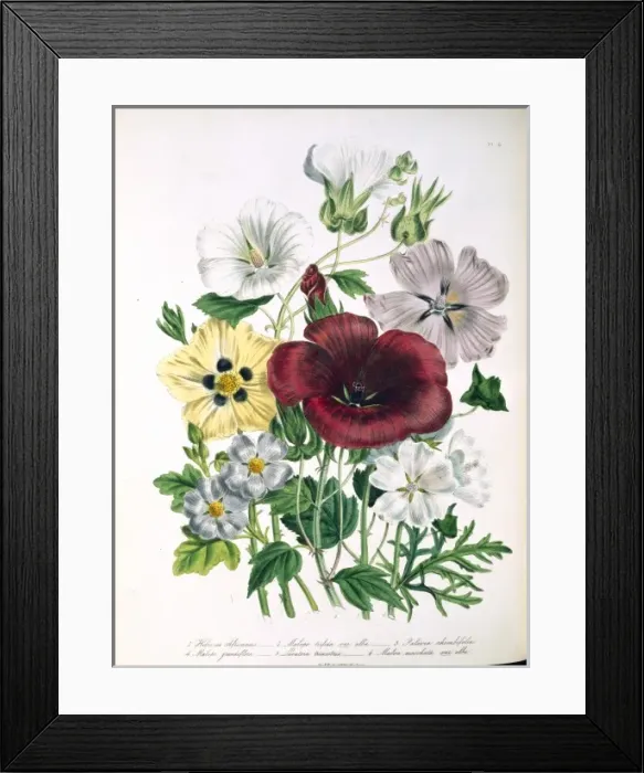 Framed Print : Hibiscus africanus, bladder katmia Framed Print : Hibiscus africanus, bladder katmia