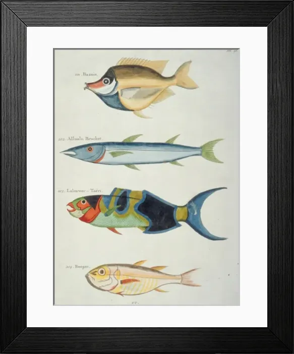 Framed Print : Colourful illustration of four fish Framed Print : Colourful illustration of four fish