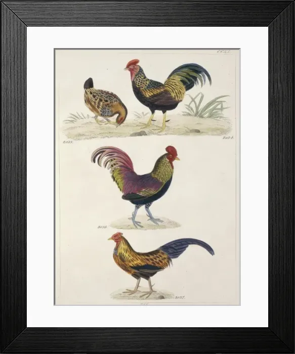 Framed Print : Plate 240 from Reichenbachs Synopsis Avium Framed Print : Plate 240 from Reichenbachs Synopsis Avium