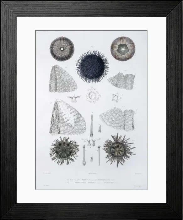 Framed Print : Sea urchins Framed Print : Sea urchins
