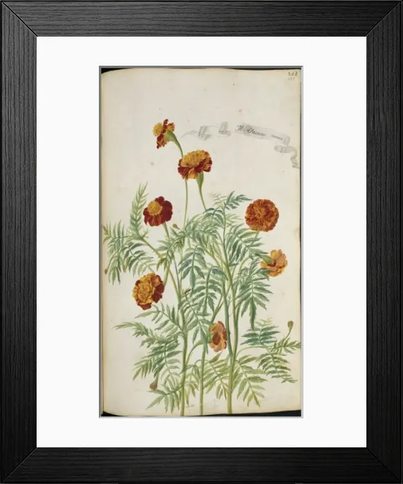 Framed Print : Aricanis minor, marigold Framed Print : Aricanis minor, marigold