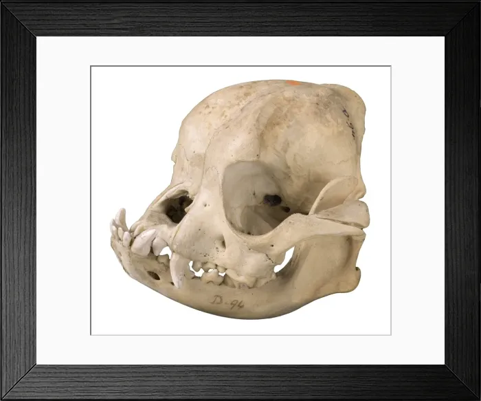 Framed Print : Bulldog cranium 1906 Framed Print : Bulldog cranium 1906