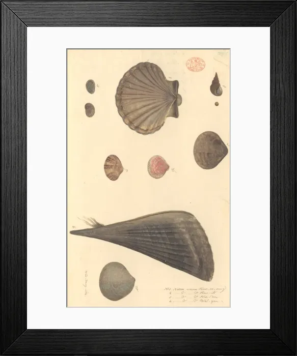 Framed Print : Nine molluscs, including bivalves and gastropods Framed Print : Nine molluscs, including bivalves and gastropods