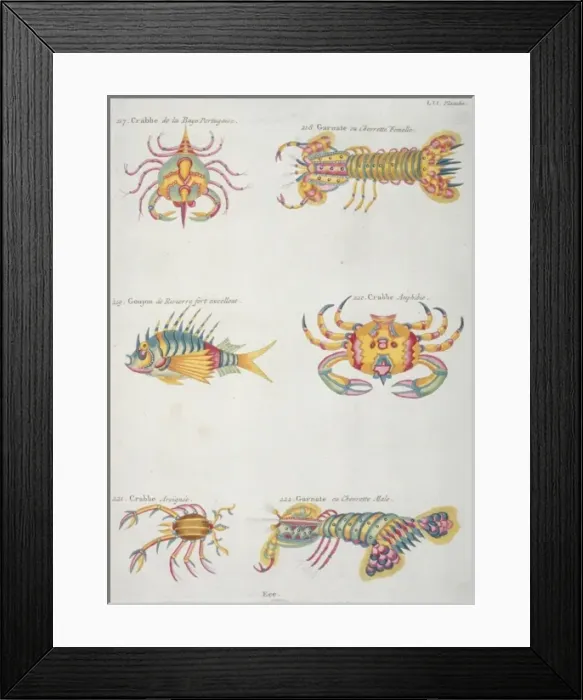 Framed Print : Colourful illustration of a fish and five crustaceans Framed Print : Colourful illustration of a fish and five crustaceans