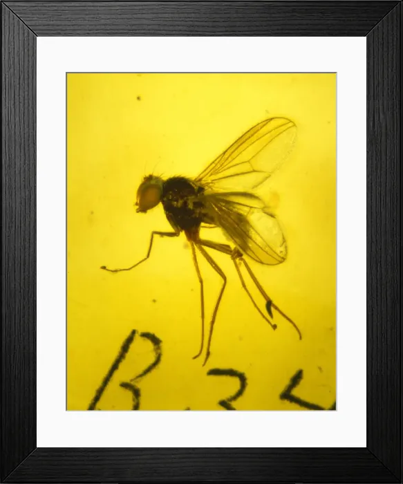 Framed Print : Dolichopodidae, long-legged fly in amber Framed Print : Dolichopodidae, long-legged fly in amber