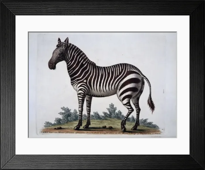 Framed Print : Equus sp. zebra Framed Print : Equus sp. zebra