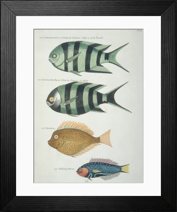 Framed Print : Colourful illustration of four fish Framed Print : Colourful illustration of four fish