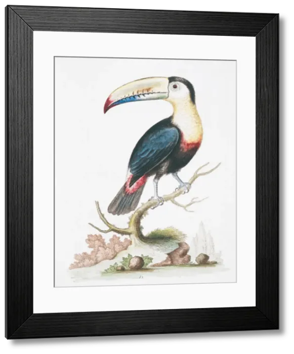 Framed Print : Pteroglossus sp. toucan Framed Print : Pteroglossus sp. toucan