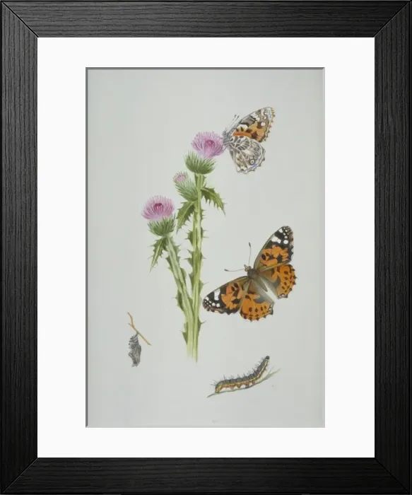 Framed Print : Cynthia cardui, painted lady Framed Print : Cynthia cardui, painted lady