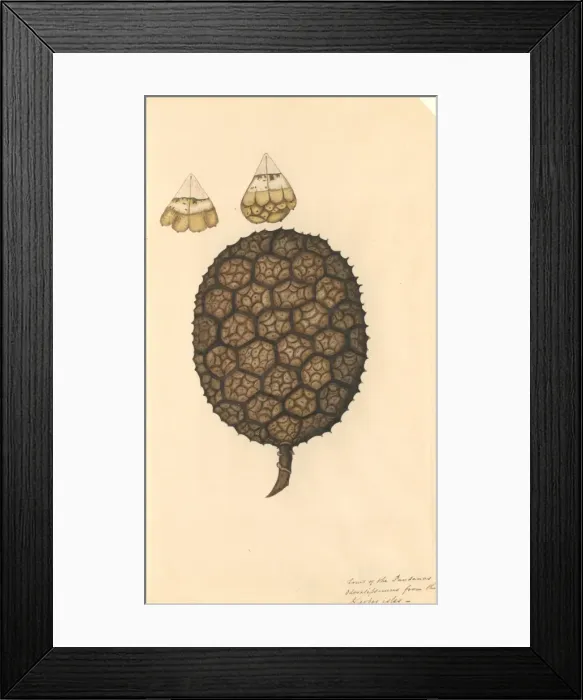 Framed Print : Pandanus odoratissimus, umbrella tree Framed Print : Pandanus odoratissimus, umbrella tree