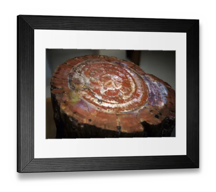 Framed Print : Petrified wood Framed Print : Petrified wood