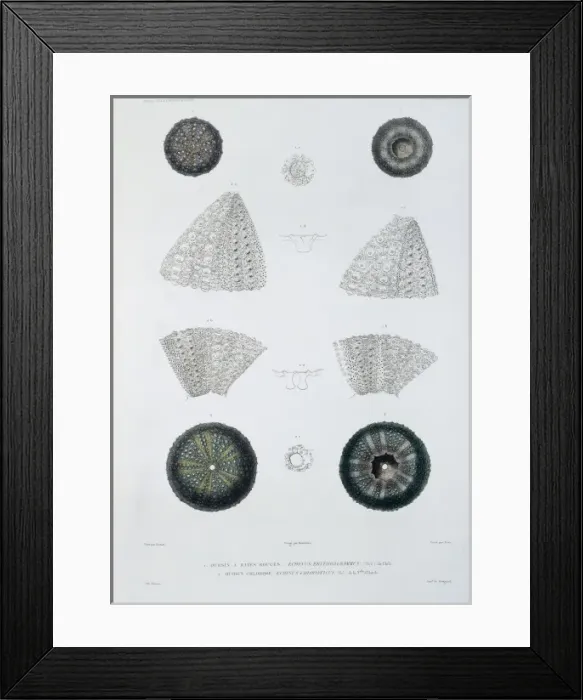 Framed Print : Sea urchins Framed Print : Sea urchins