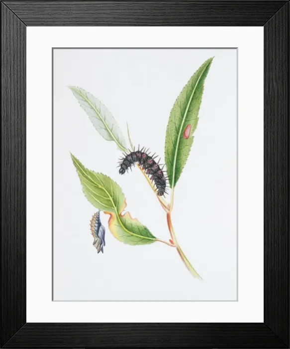 Framed Print : Nymphalis antiopa, Camberwell beauty Framed Print : Nymphalis antiopa, Camberwell beauty