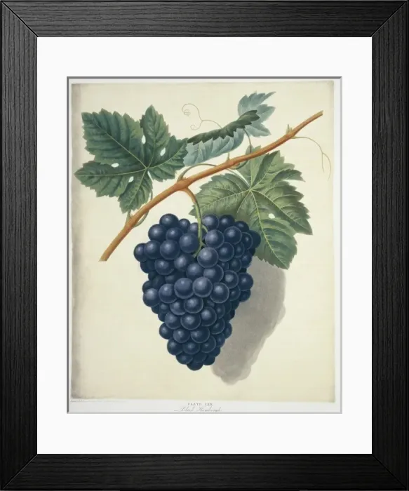 Framed Print : Vitis sp. black Hamburg grape Framed Print : Vitis sp. black Hamburg grape