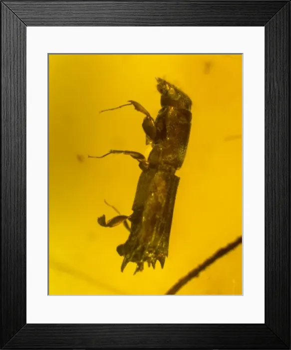 Framed Print : Flat-footed beetle in amber Framed Print : Flat-footed beetle in amber