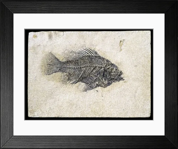 Framed Print : Priscacara clivosa, fossil fish Framed Print : Priscacara clivosa, fossil fish