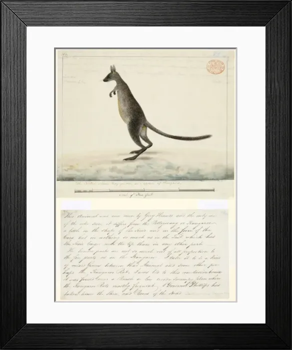 Framed Print : Wallabia bicolor, swamp wallaby Framed Print : Wallabia bicolor, swamp wallaby