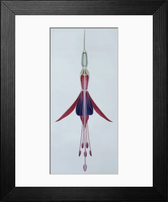 Framed Print : Fuchsia gracilis, hardy fuchsia Framed Print : Fuchsia gracilis, hardy fuchsia