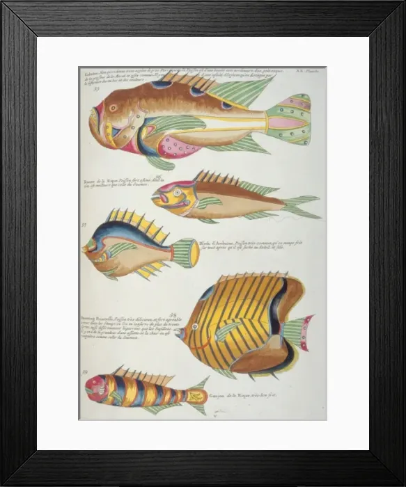 Framed Print : Colourful illustration of five fish Framed Print : Colourful illustration of five fish