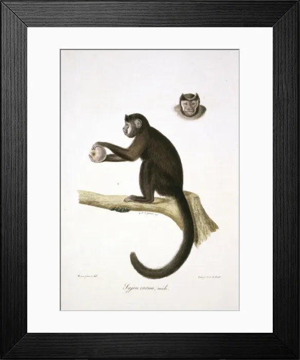 Framed Print : Le Sajou Brun, Male Framed Print : Le Sajou Brun, Male