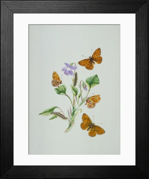 Framed Print : Boloria selene, small pearl-bordered fritillary (above) Framed Print : Boloria selene, small pearl-bordered fritillary (above)