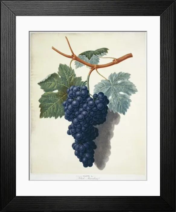 Framed Print : Vitis sp. black muscadine grape Framed Print : Vitis sp. black muscadine grape