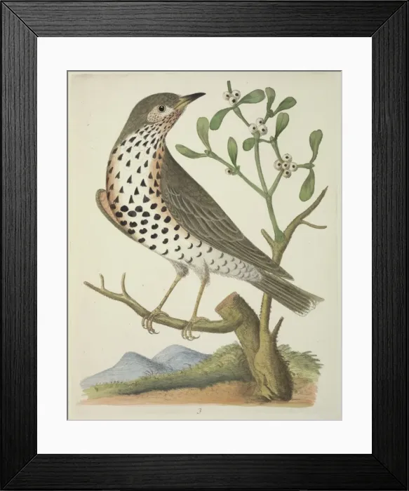 Framed Print : Turdus viscivorus, mistle thrush Framed Print : Turdus viscivorus, mistle thrush