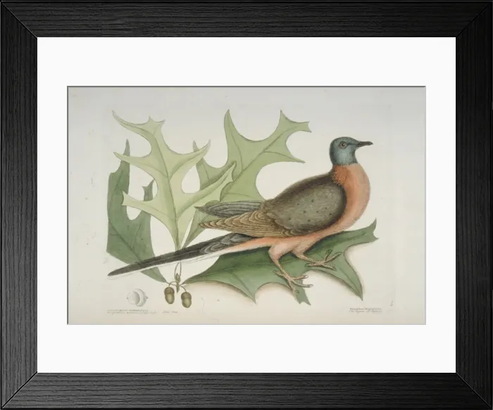 Framed Print : Ectopistes migratorius, passenger pigeon Framed Print : Ectopistes migratorius, passenger pigeon