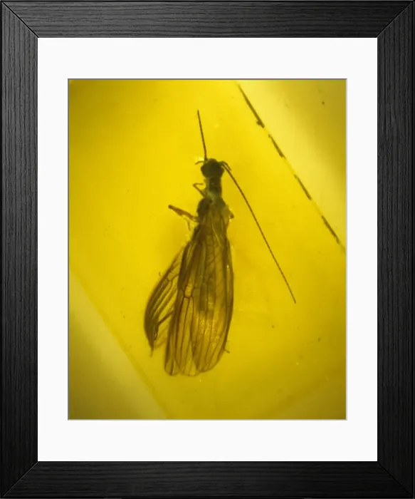 Framed Print : Stonefly in amber Framed Print : Stonefly in amber