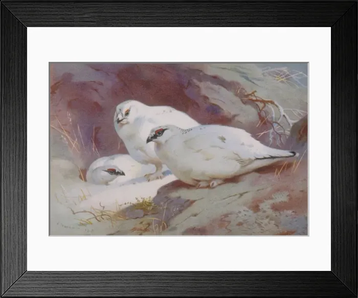 Framed Print : Lagopus muta, rock ptarmigan Framed Print : Lagopus muta, rock ptarmigan