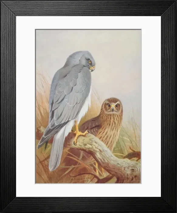 Framed Print : Circus cyaneus, hen harrier Framed Print : Circus cyaneus, hen harrier