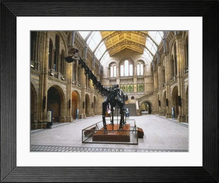 Framed Print : The Central Hall of the Natural History Museum, London Framed Print : The Central Hall of the Natural History Museum, London