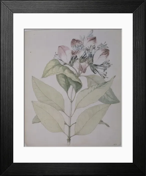 Framed Print : Pinckneya bracteata, fever tree Framed Print : Pinckneya bracteata, fever tree