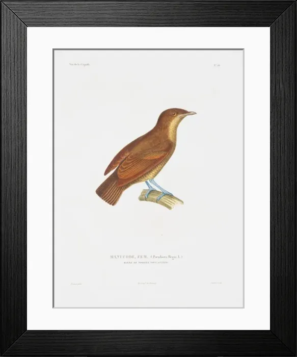 Framed Print : Paradisaea regia: manucode Framed Print : Paradisaea regia: manucode
